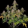 купить семена конопли Auto Chemdawg feminised купить семена конопли Auto Chemdawg feminised