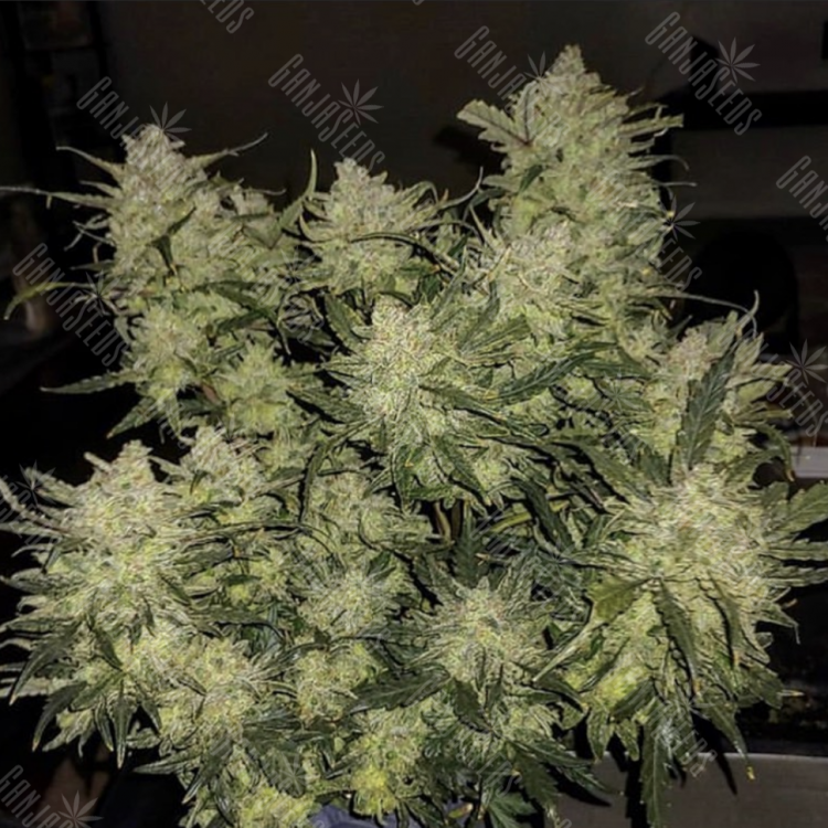 заказать семена конопли в рф Auto Chemdawg feminised заказать семена конопли в рф Auto Chemdawg feminised
