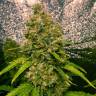 семена конопли в фирменной упаковке Auto Jasybay feminised Bang Seeds