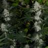 семена конопли курьером Nibiru-47 regular Ganja Seeds семена конопли курьером Nibiru-47 regular Ganja Seeds