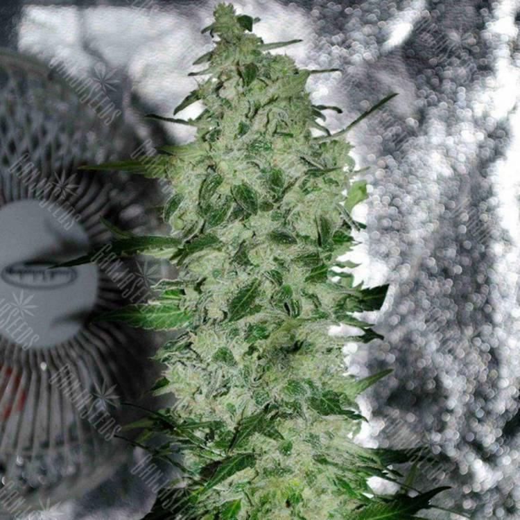 семена индийской конопли Nibiru-47 regular Ganja Seeds семена индийской конопли Nibiru-47 regular Ganja Seeds