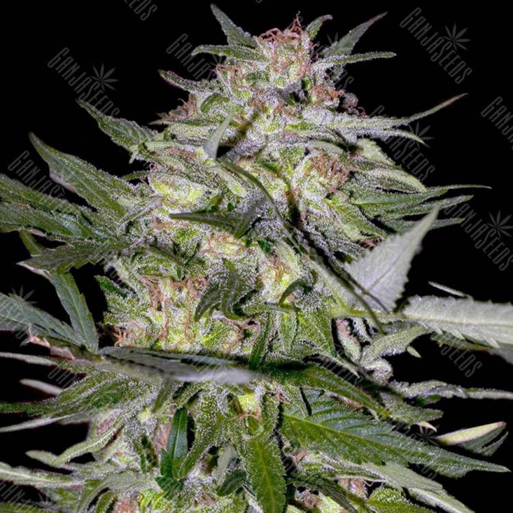 семена конопли курьером Jack Plant feminised Advanced Seeds семена конопли курьером Jack Plant feminised Advanced Seeds