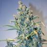 урожайные семена конопли Auto Tundra #2 feminised Dutch Passion Seeds