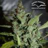 семена конопли феминизированные Auto Tundra #2 feminised Dutch Passion Seeds