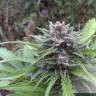 семена конопли в оригинальных упаковках Auto Tundra #2 feminised Dutch Passion Seeds