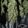 качественные семена конопли Auto Tundra #2 feminised Dutch Passion Seeds