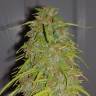 семена конопли f1 в оригинальной упаковке Auto Speed Bud feminised Female Seeds
