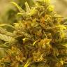 заказать на сайте семена конопли Auto Baby Boom feminised Kannabia Seeds заказать на сайте семена конопли Auto Baby Boom feminised Kannabia Seeds