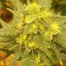 семена конопли автоцвет Auto Baby Boom feminised Kannabia Seeds семена конопли автоцвет Auto Baby Boom feminised Kannabia Seeds