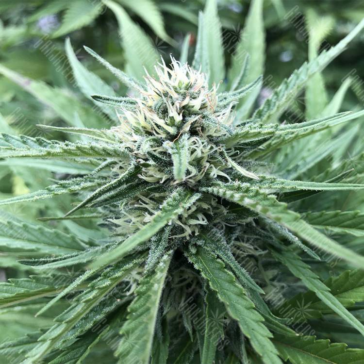 мощные семена конопли Northern Light feminised Nirvana Seeds мощные семена конопли Northern Light feminised Nirvana Seeds
