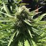 семена конопли интернет магазин Northern Light feminised Nirvana Seeds семена конопли интернет магазин Northern Light feminised Nirvana Seeds