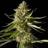 семена конопли Amnesika 2.0 feminised Philosopher Seeds