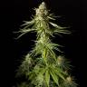 где заказать семена конопли Amnesika 2.0 feminised Philosopher Seeds