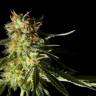 семена конопли наложенным платежом Amnesika 2.0 feminised Philosopher Seeds