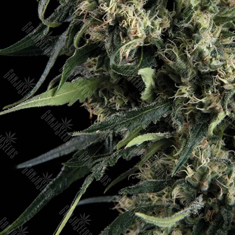 семена конопли с доставкой Auto Northern Lights feminised Trikoma Seeds