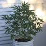 семена конопли наложенным платежом Auto New York Diesel feminised GanjaLiveSeeds