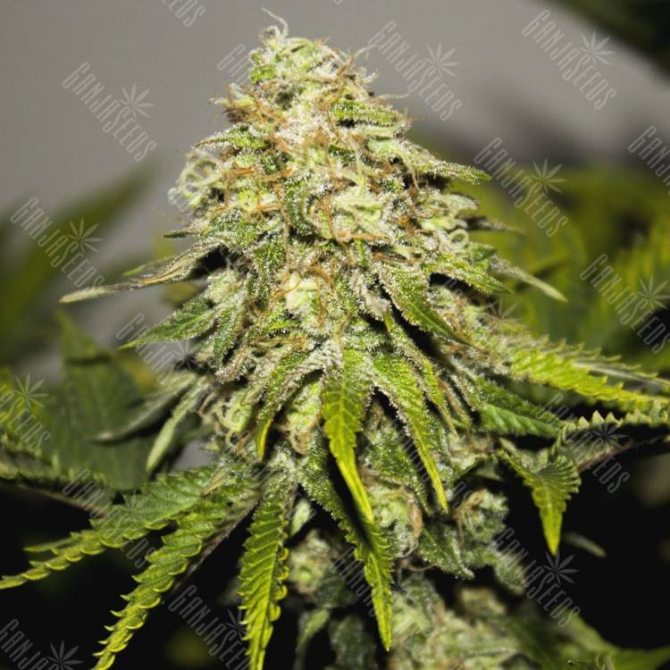 хорошие семена конопли на сайте купить Auto Skunk feminised