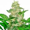 семена конопли автоцвет Auto Skunk feminised