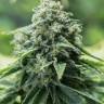 семена конопли доставка Critical Mass CBD feminised