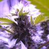 OG Kush feminised Dinafem Seeds