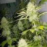 семена конопли интернет магазин Auto Kaindy feminised Bang Seeds