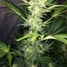 заказ семян конопли Москва Auto Kaindy feminised Bang Seeds