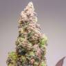 заказ семян конопли Auto Lemon Zkittle feminised Dutch Passion Seeds