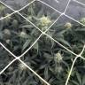 семена конопли Москва Auto Gnomo feminised Kannabia Seeds семена конопли Москва Auto Gnomo feminised Kannabia Seeds