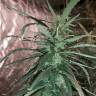 хорошие семена конопли Black Bomb feminised Philosopher Seeds