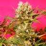 заказать на сайте семена конопли Motavation feminised Serious Seeds