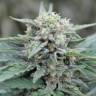 Семена конопли Auto Lemon Skunk feminised GanjaLiveSeeds