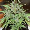 Семена марихуаны Auto Lemon Skunk feminised GanjaLiveSeeds