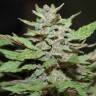 Качественные семена конопли Auto Lemon Skunk feminised GanjaLiveSeeds
