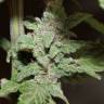 Недорогие семена конопли Auto Lemon Skunk feminised GanjaLiveSeeds