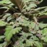 Автоцветущие сорта конопли Auto Lemon Skunk feminised GanjaLiveSeeds
