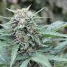 Феминизированные сорта конопли Auto Lemon Skunk feminised GanjaLiveSeeds