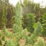 Магазин семян конопли Auto Lemon Skunk feminised GanjaLiveSeeds