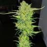 заказать на сайте семена конопли Auto Super Lemon Haze feminised