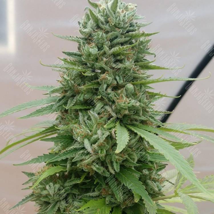 Himalaya Gold CBD feminised Ganja Seeds Himalaya Gold CBD feminised Ganja Seeds
