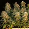автоцветущие семена конопли Auto Karatal feminised Bang Seeds