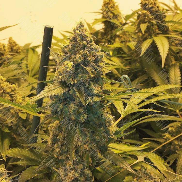 Orange Skunk regular Ganja Seeds Orange Skunk regular Ganja Seeds