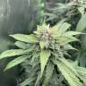 семена конопли для посадки купить Orange Skunk regular Ganja Seeds семена конопли для посадки купить Orange Skunk regular Ganja Seeds