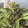 хорошие семена конопли Autoflower Fruity Mix feminised Dutch Passion Seeds