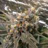 семена конопли марихуаны Auto Ginger Punch feminised Kannabia Seeds семена конопли марихуаны Auto Ginger Punch feminised Kannabia Seeds