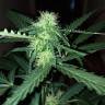 семена конопли дешево Auto Ginger Punch feminised Kannabia Seeds семена конопли дешево Auto Ginger Punch feminised Kannabia Seeds