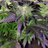 семена конопли недорого Pure Power Plant feminised Nirvana Seeds
