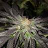 купить семена конопли Pure Power Plant feminised Nirvana Seeds