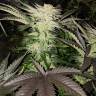 семена конопли Россия Pure Power Plant feminised Nirvana Seeds