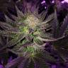 семена конопли в оригинальных упаковках Pure Power Plant feminised Nirvana Seeds