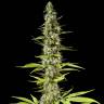 семена конопли курьером Early Maroc feminised Philosopher Seeds